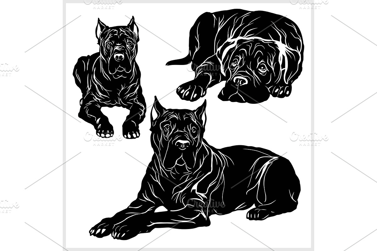 Cane Corso - vector set isolated in Illustrations - product preview 8