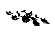 Group of Seagulls Isolated Graphic S