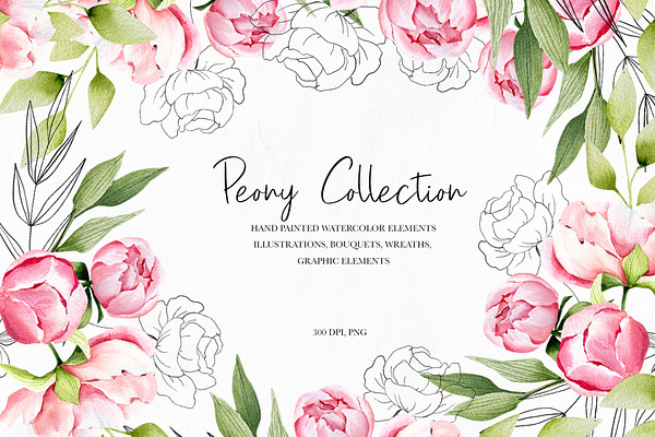 Delicate Peony watercolor collection