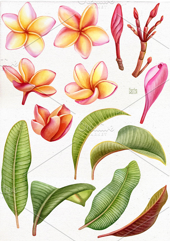 Watercolor tropical Plumeria flower. in Illustrations - product preview 1