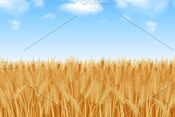 Wheat Grain Set in Illustrations - product preview 1