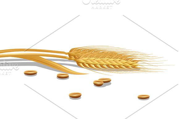 Wheat Grain Set in Illustrations - product preview 3