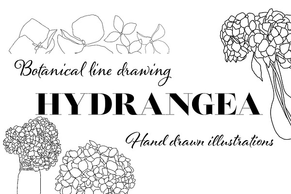Botanical line drawing - HYDRANGEA