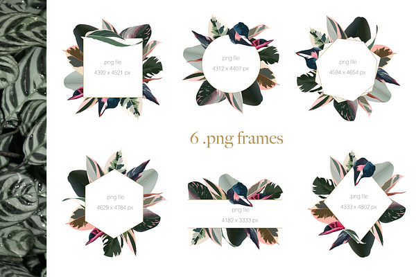 Pink tropical frames and patterns