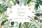 Tropical Forest. Vol.3