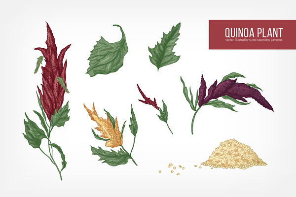 Quinoa plant set and seamless