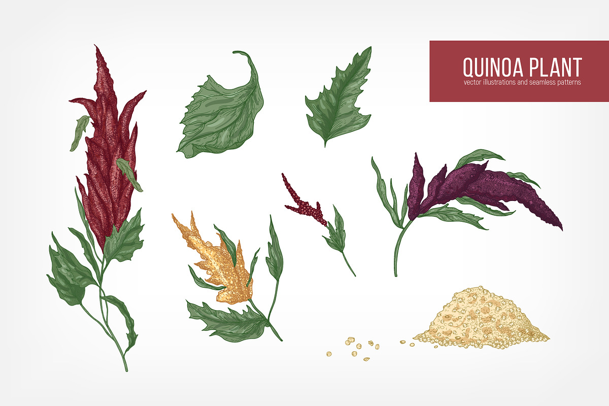 Quinoa plant set and seamless in Illustrations - product preview 8