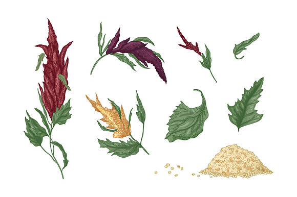 Quinoa plant set and seamless in Illustrations - product preview 1