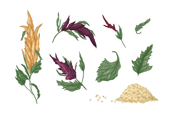 Quinoa plant set and seamless in Illustrations - product preview 2