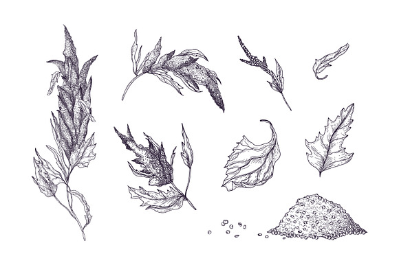 Quinoa plant set and seamless in Illustrations - product preview 3
