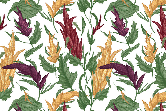 Quinoa plant set and seamless in Illustrations - product preview 4