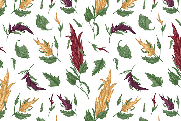 Quinoa plant set and seamless in Illustrations - product preview 6