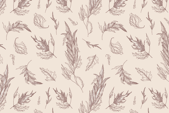 Quinoa plant set and seamless in Illustrations - product preview 7