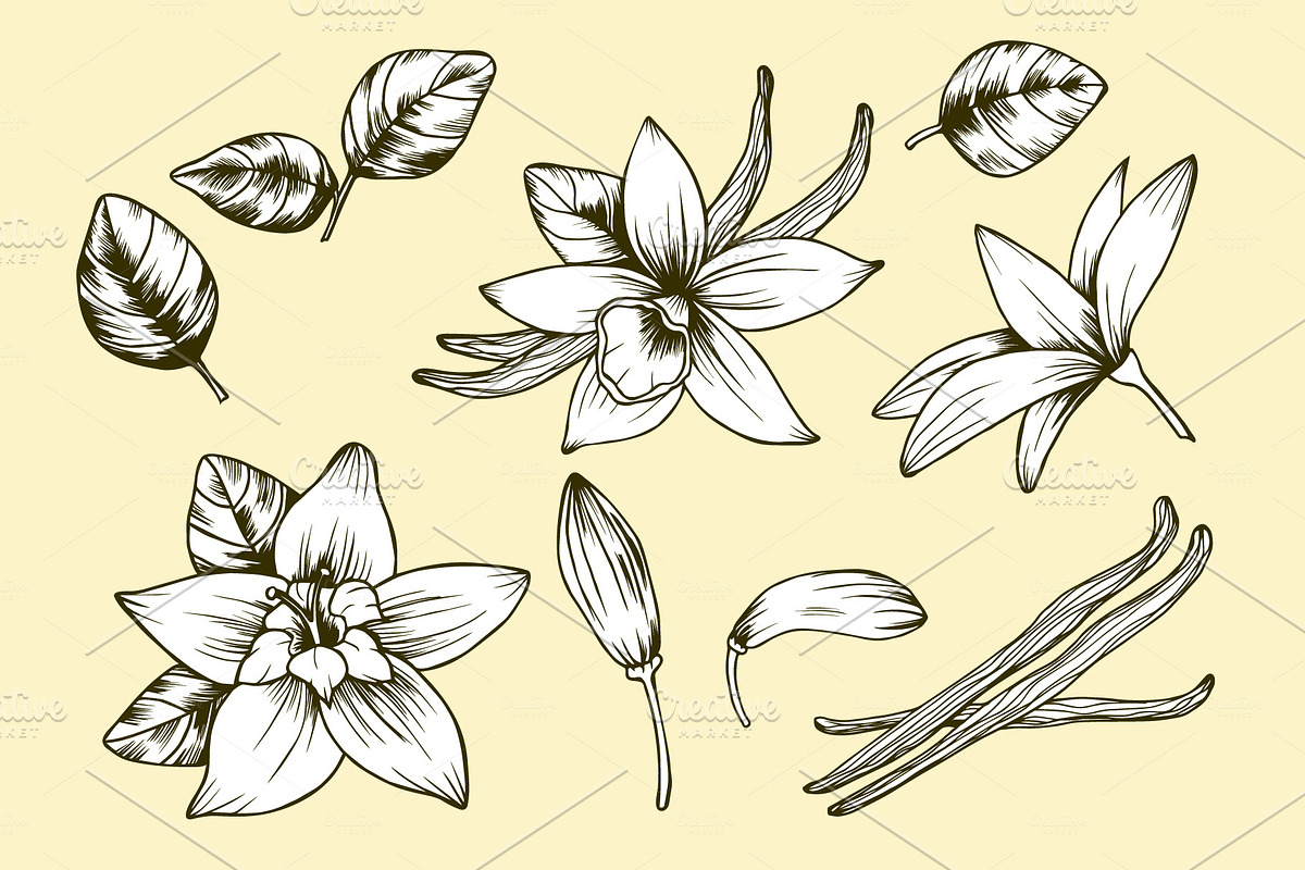 Vanilla flower set in Objects - product preview 8