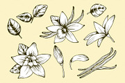 Vanilla flower set