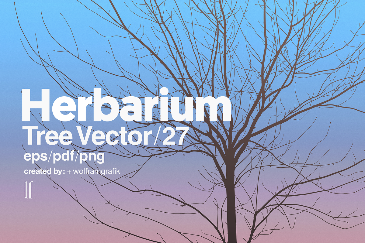 Herbarium: Tree Vector No.27 in Illustrations - product preview 8