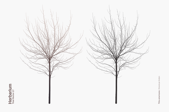 Herbarium: Tree Vector No.27 in Illustrations - product preview 1