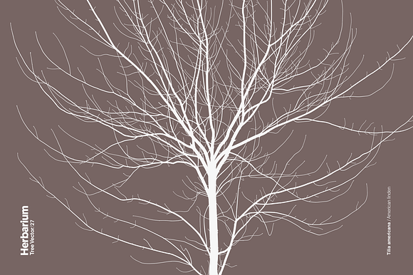Herbarium: Tree Vector No.27 in Illustrations - product preview 3