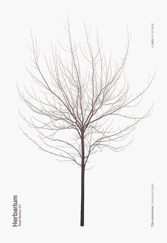 Herbarium: Tree Vector No.27 in Illustrations - product preview 4