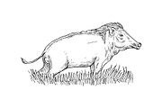 wild boar or pig