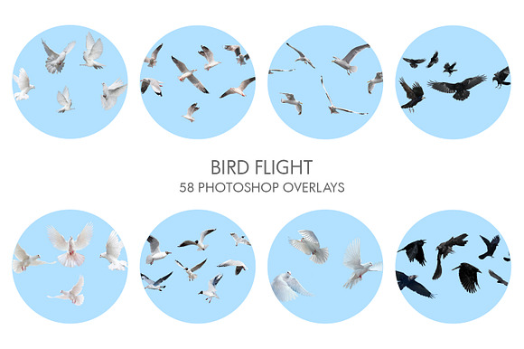 Bird Flight Photoshop Overlays in Add-Ons - product preview 32