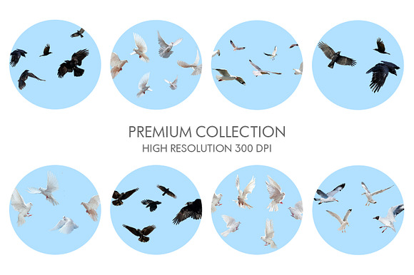 Bird Flight Photoshop Overlays in Add-Ons - product preview 33