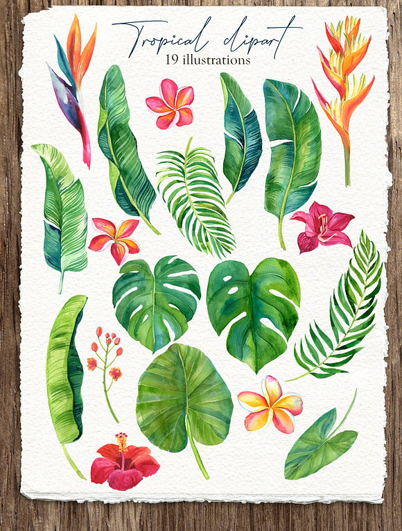 Tropic leaves&flowers Watercolor set in Illustrations - product preview 1