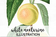 Nectarine Clipart Vintage Fruit