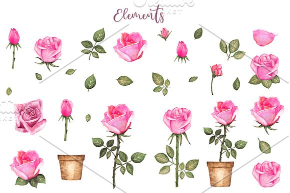 Watercolor Pink Roses in Illustrations - product preview 1