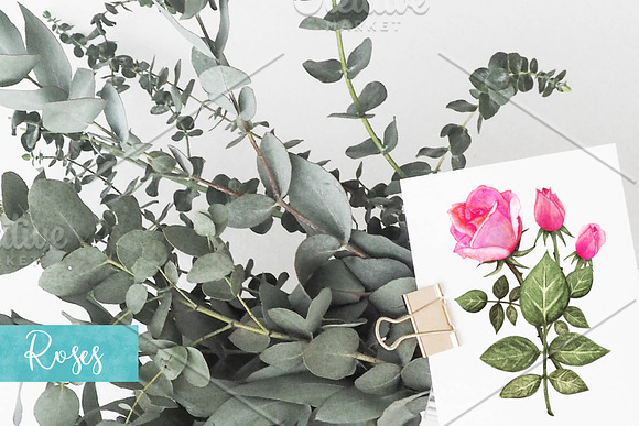 Watercolor Pink Roses in Illustrations - product preview 7