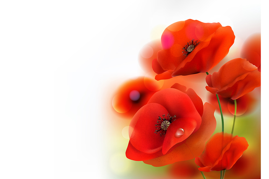 Red Poppy flower background. Vector