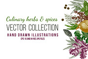 Culinary herbs & spices vector set