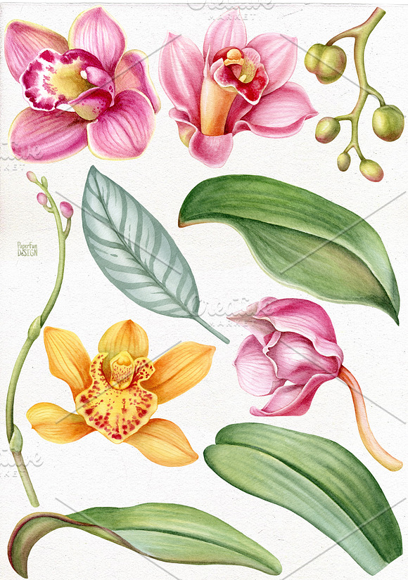 Watercolor tropical orchid flowers. in Illustrations - product preview 1