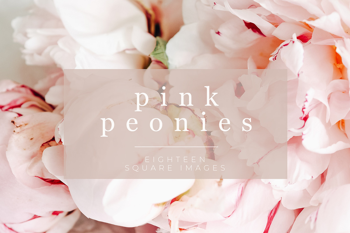 Pink Peonies Stock Photos for Insta in Instagram Templates - product preview 8