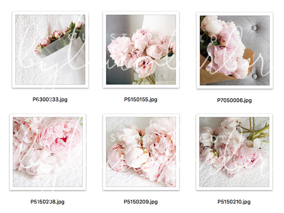 Pink Peonies Stock Photos for Insta in Instagram Templates - product preview 1
