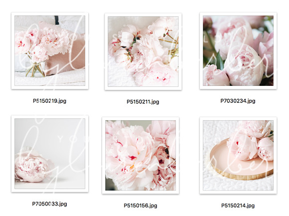 Pink Peonies Stock Photos for Insta in Instagram Templates - product preview 2