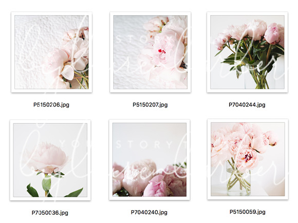 Pink Peonies Stock Photos for Insta in Instagram Templates - product preview 3