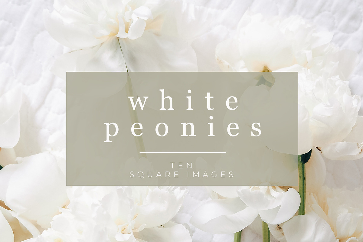 White Peonies Stock Photos for Insta in Instagram Templates - product preview 8