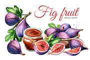 Fig fruit. Watercolor collection
