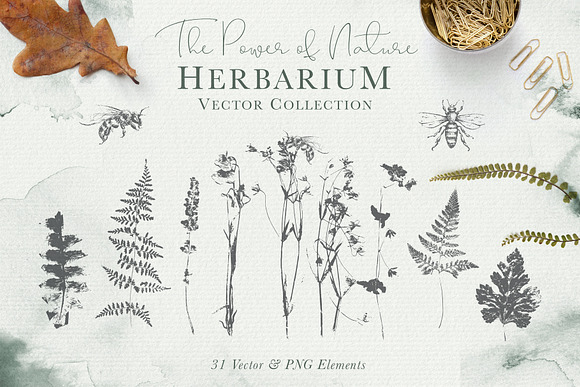 Herbarium: Design Set in Graphics - product preview 11