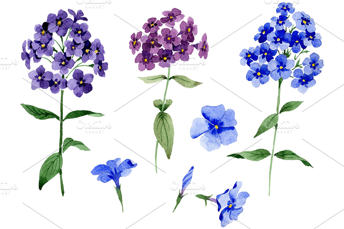 Phlox blue watercolor png in Illustrations - product preview 8