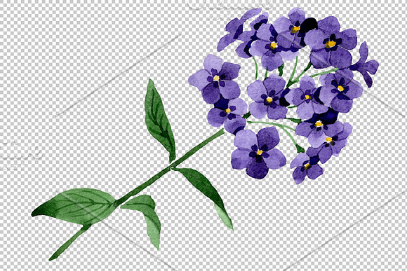 Phlox blue watercolor png in Illustrations - product preview 1