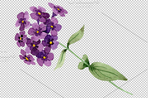 Phlox blue watercolor png in Illustrations - product preview 2