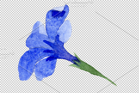 Phlox blue watercolor png in Illustrations - product preview 4