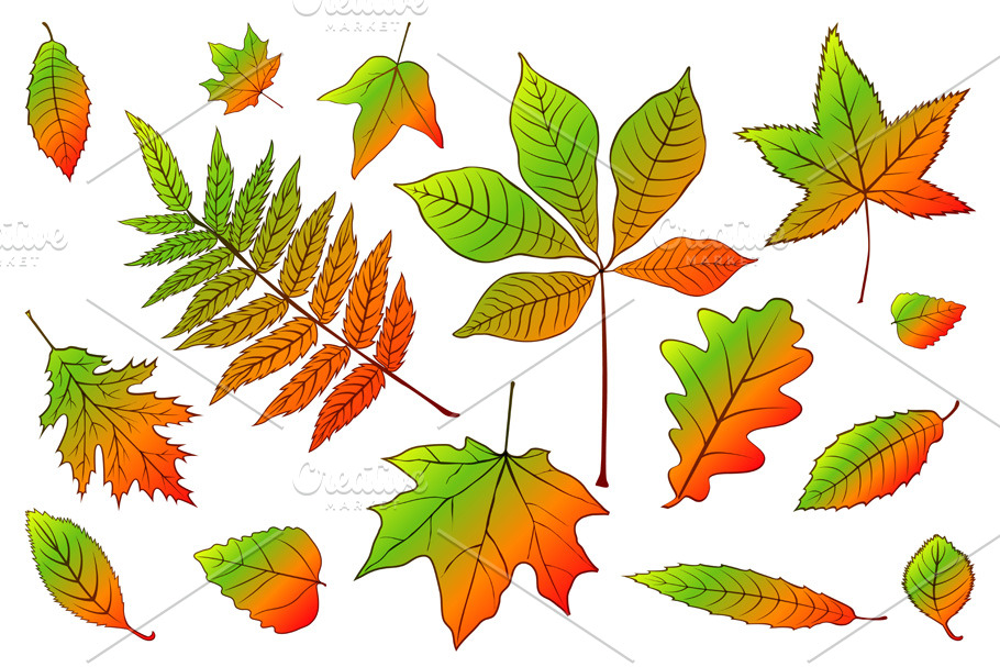 set collection autumn leaves vector
