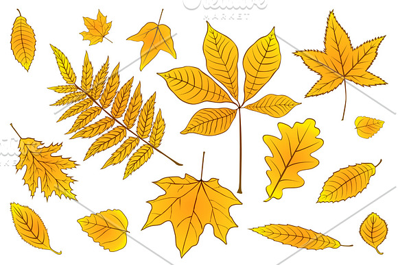 set collection autumn leaves vector in Graphics - product preview 1