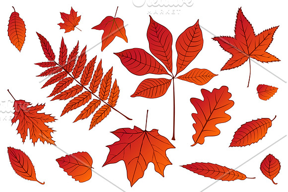 set collection autumn leaves vector in Graphics - product preview 3