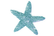 Little Starfish Illustration