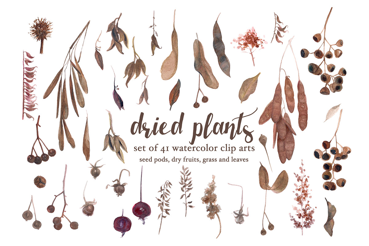 Dried plants - watercolour florals in Illustrations - product preview 8