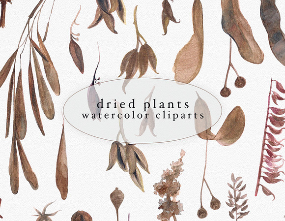 Dried plants - watercolour florals in Illustrations - product preview 3